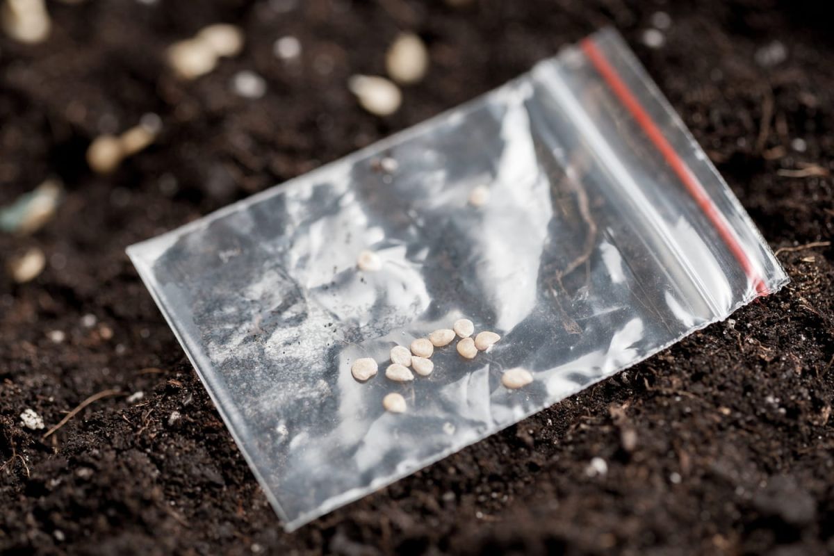Testez vos graines avant de les planter : un geste simple pour un jardin florissant