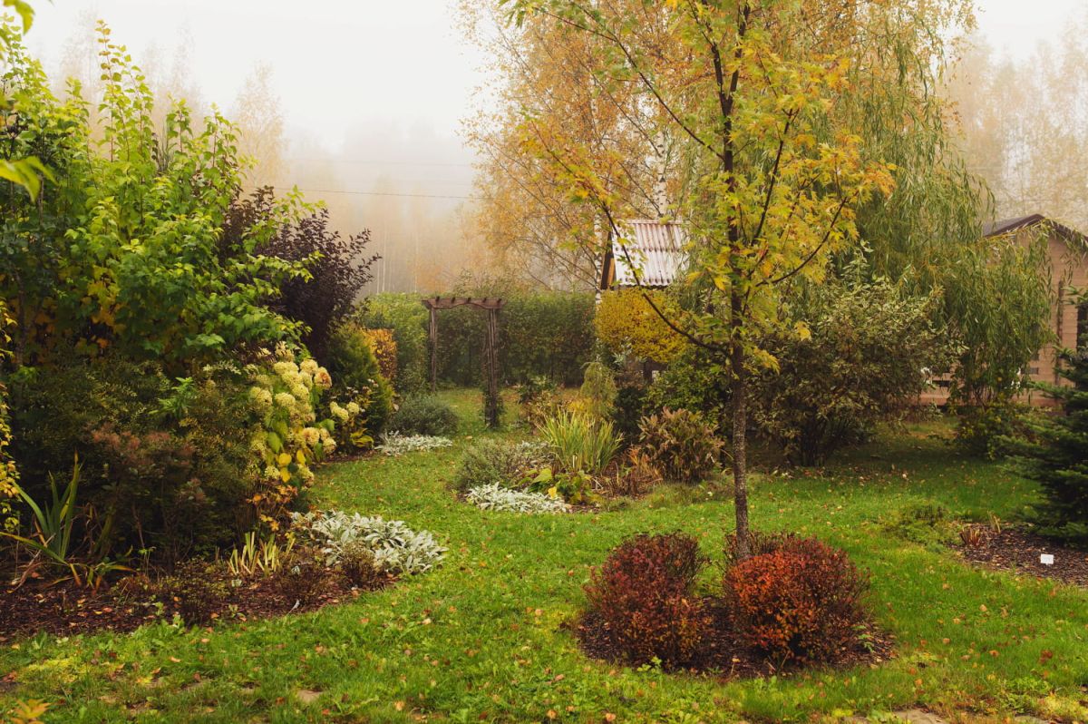 l'herbe ornementale qui embellit votre jardin en plein hiver