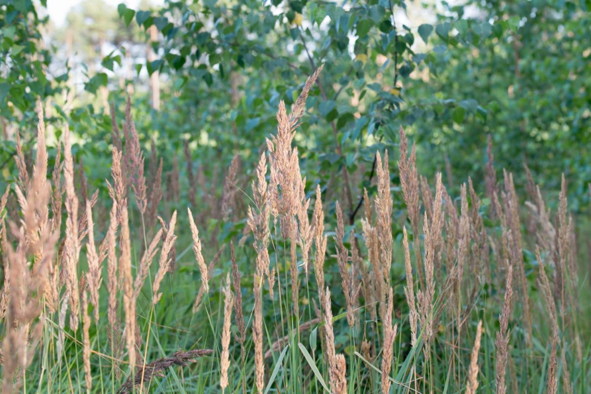 Découvrez le calamagrostis : l'alternative parfaite à l'herbe de la pampa