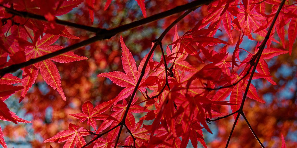 15 arbres et arbustes à feuillage rouge pour sublimer votre jardin