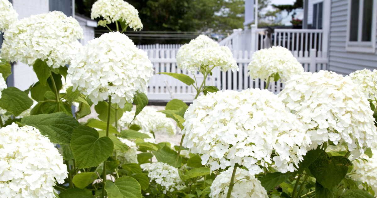 Comment entretenir vos hortensias blancs ?
