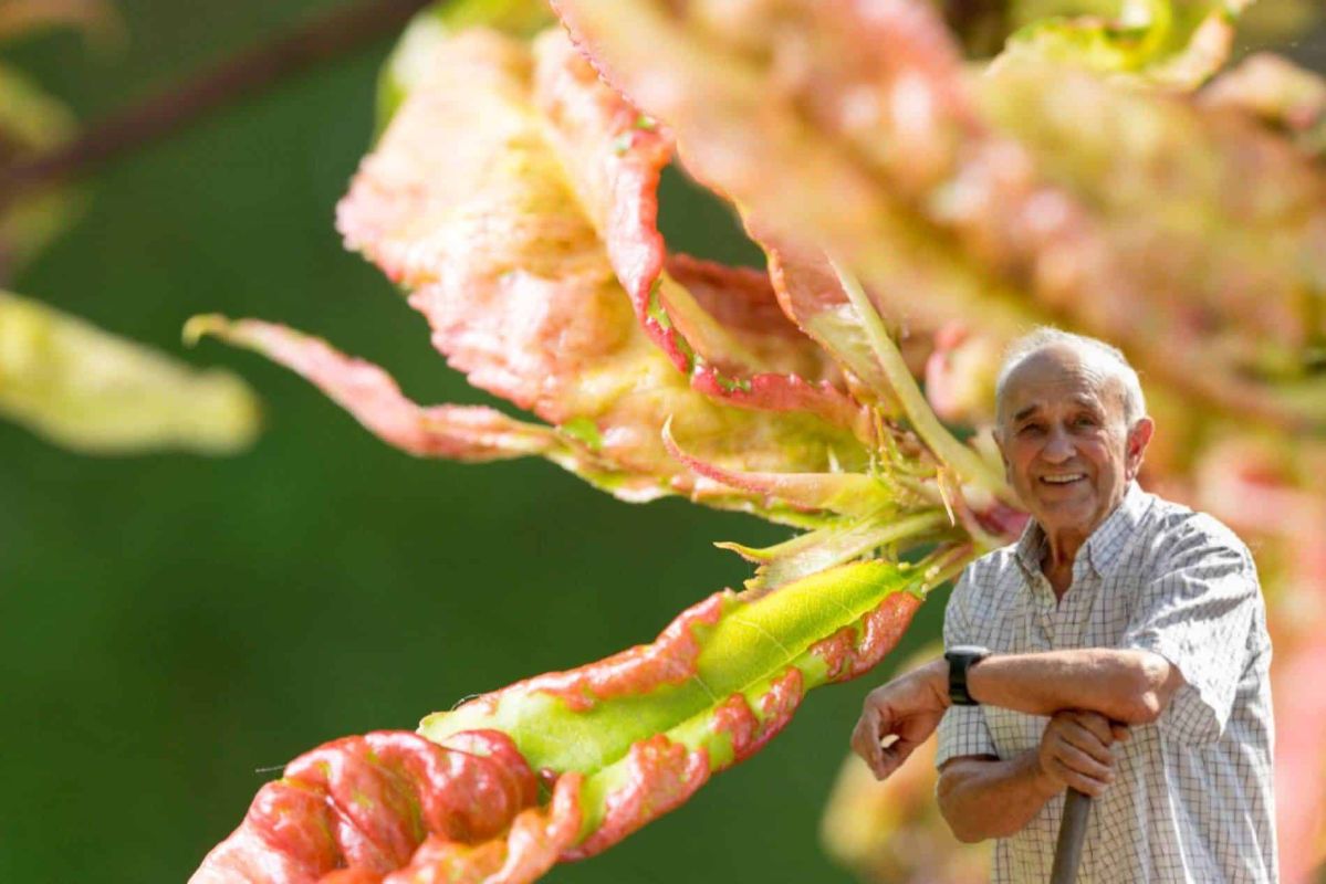 Les secrets des anciens jardiniers pour vaincre la cloque du pêcher