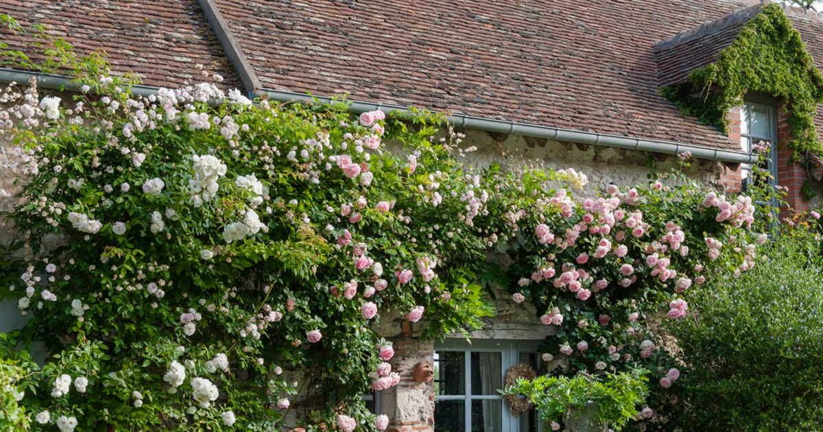 15 plantes du jardin qui embaument l'été