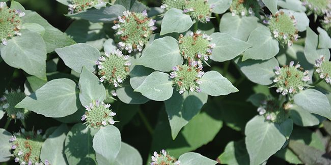 Menthe des montagnes (Pycnanthemum muticum), une merveille odorante et décorative