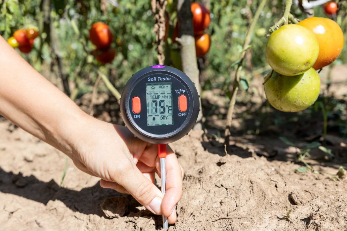cinq plantes à chouchouter face à la canicule estivale