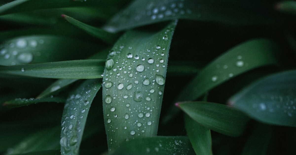 l'accessoire indispensable pour votre récupérateur d'eau de pluie à petit prix