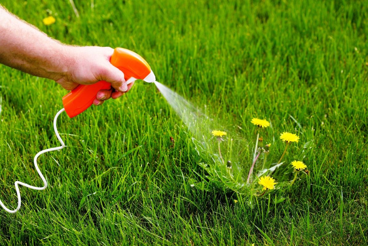 Le mélange maison contre les mauvaises herbes : un miracle à manier avec précaution