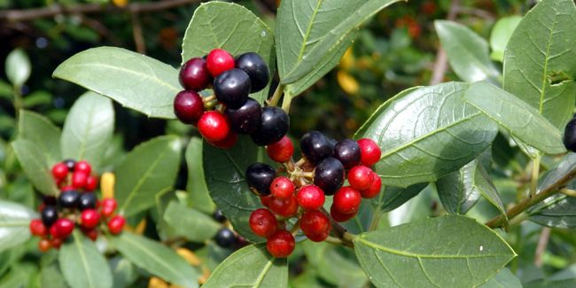 Nerprun alaterne (Rhamnus alaternus) ou bourgue épine