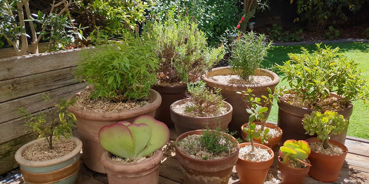 Créer un jardin de pots harmonieux sur votre terrasse