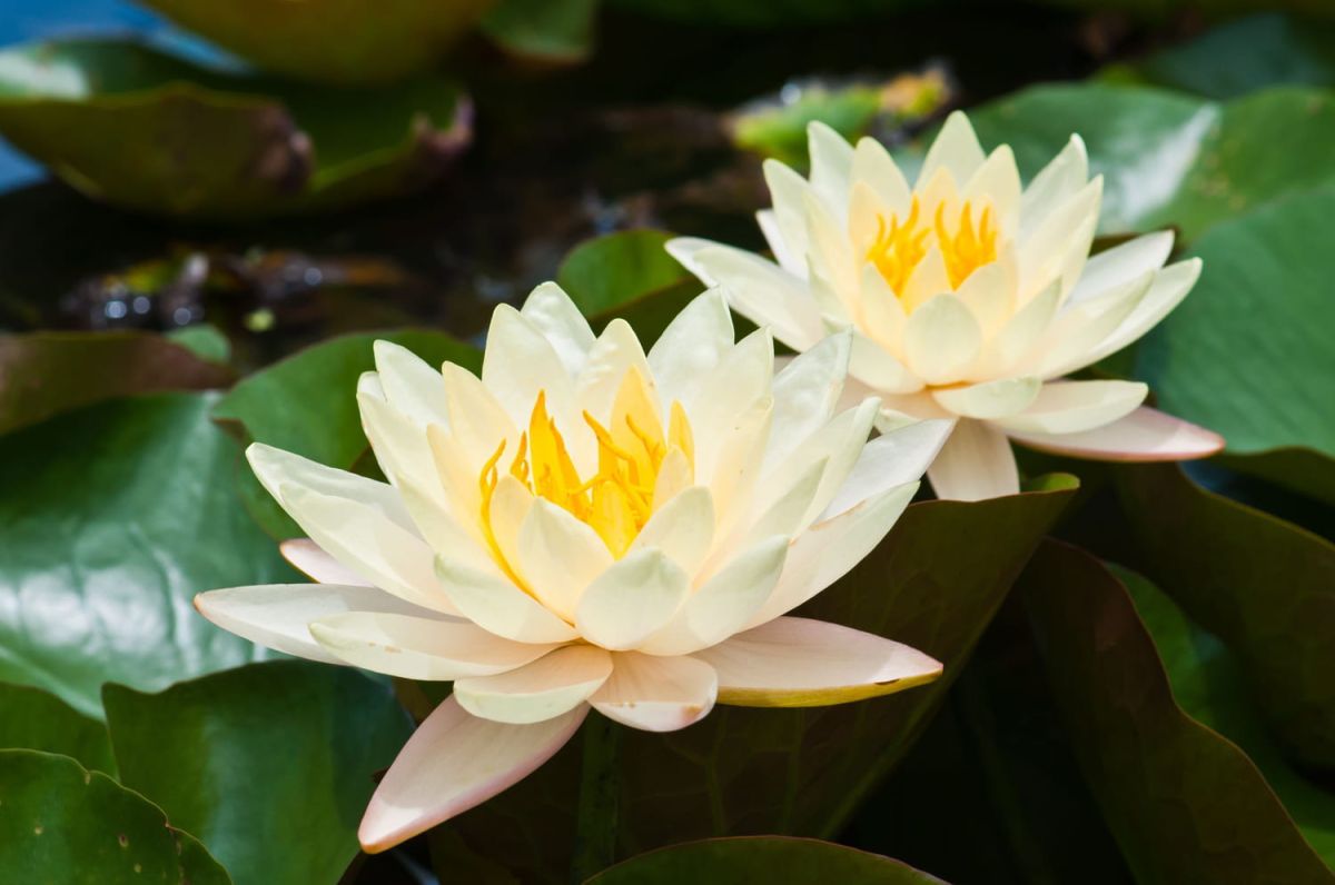 Découvrez les secrets du lotus : plantation, entretien et multiplication