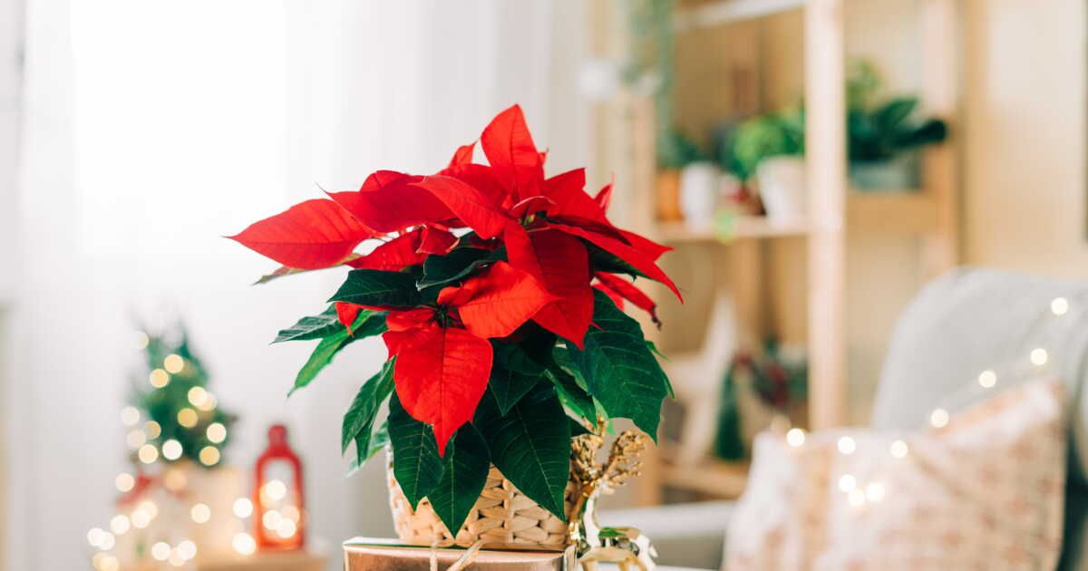 5 jolies plantes à offrir pour les fêtes