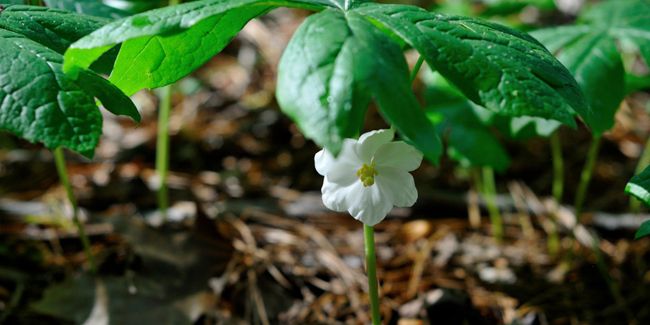 Podophylle pelté (Podophyllum peltatum), la merveille herbacée d'Amérique