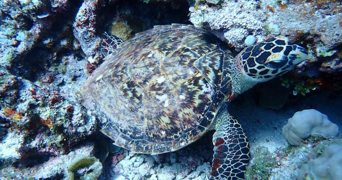 La marée des espions : la Chine alerte sur les animaux marins équipés de capteurs