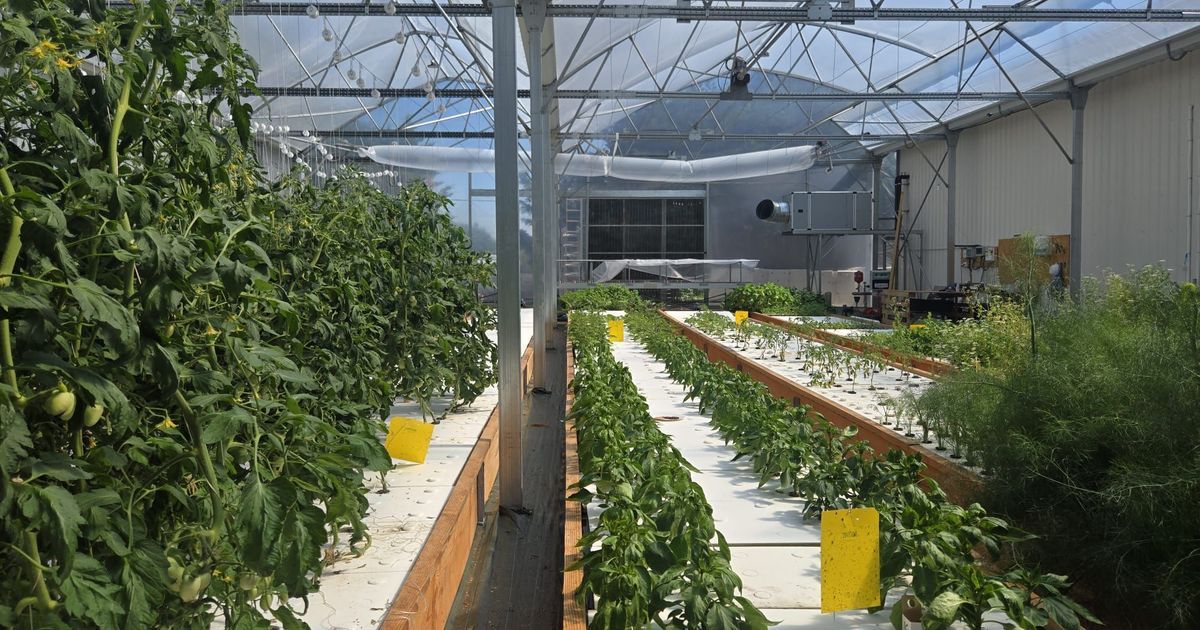 Des légumes à la croisée des chemins : un supermarché utilise l'aquaponie pour ses produits frais