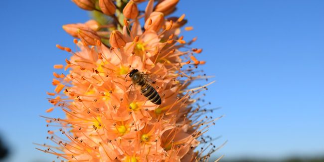 Lis queue de renard (Eremurus spp.)