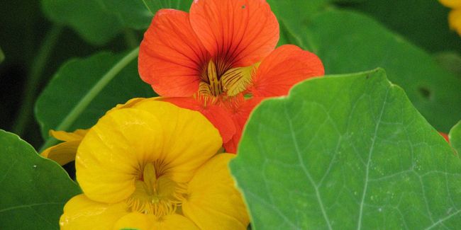 La capucine, une beauté colorée et savoureuse