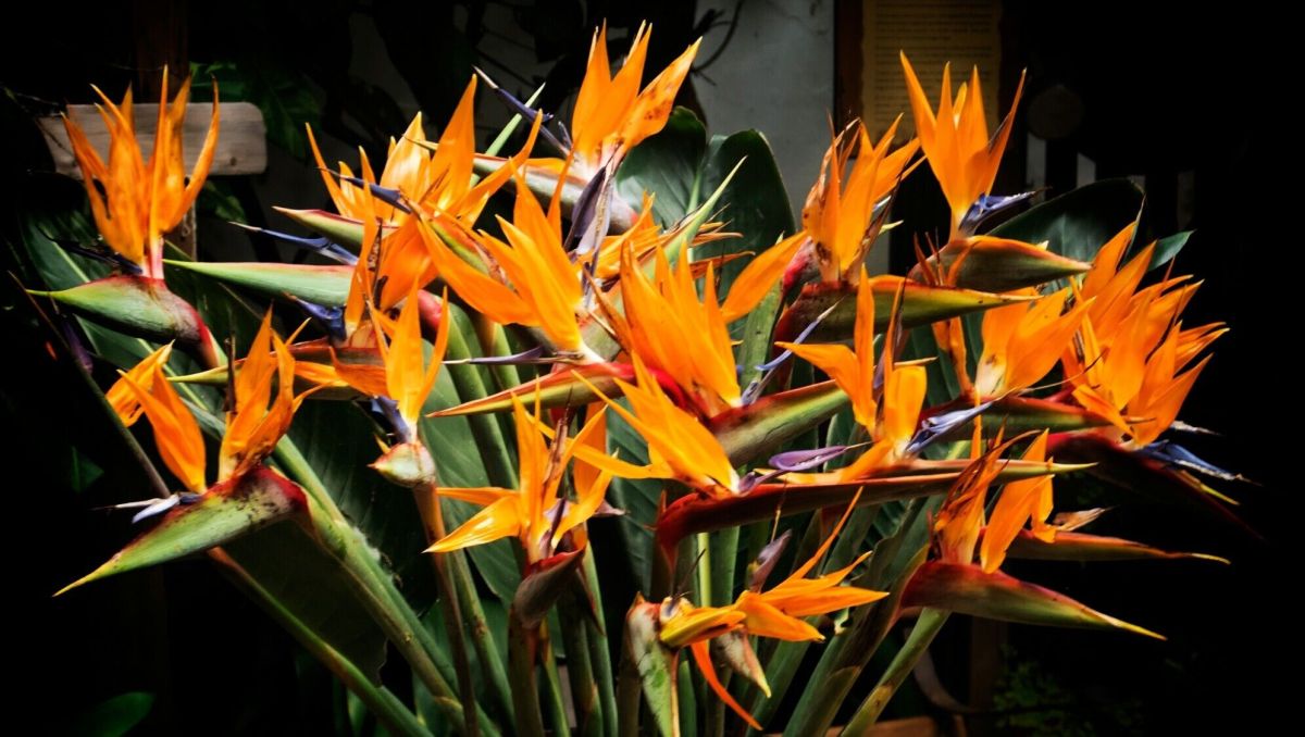 Les secrets pour protéger vos oiseaux de paradis cet hiver