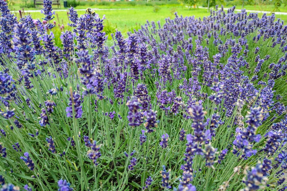 Quand tailler la lavande pour des fleurs éclatantes cet été ?