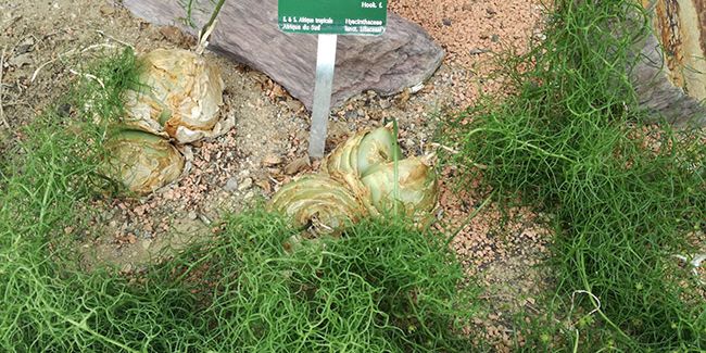 Bowie volubile (Bowiea volubilis), une succulente très aérienne