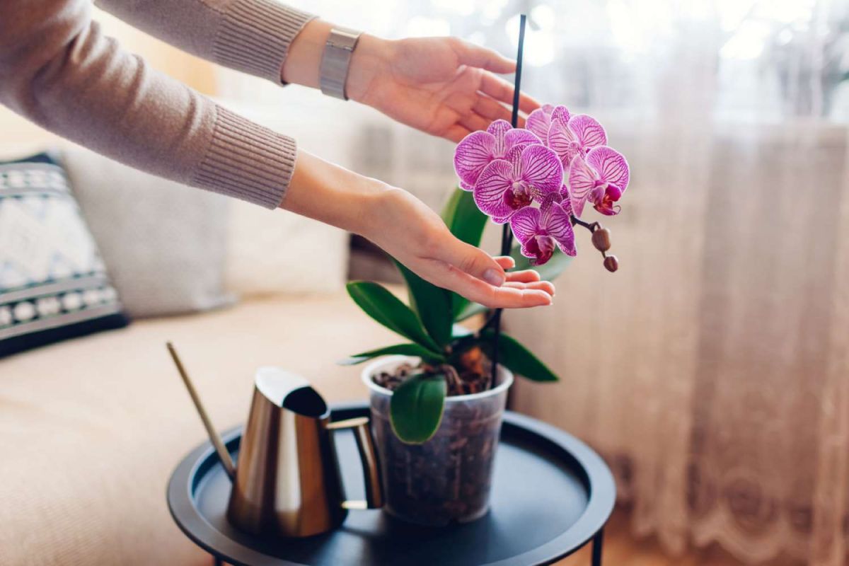 L'emplacement idéal pour faire fleurir votre orchidée : les clés du succès