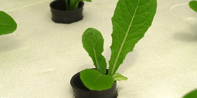 Gérer sa culture hydroponique pendant l’été