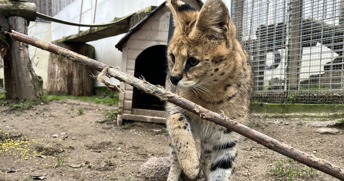 Quatre servals sauvés retrouvent leur terre natale en Afrique du Sud