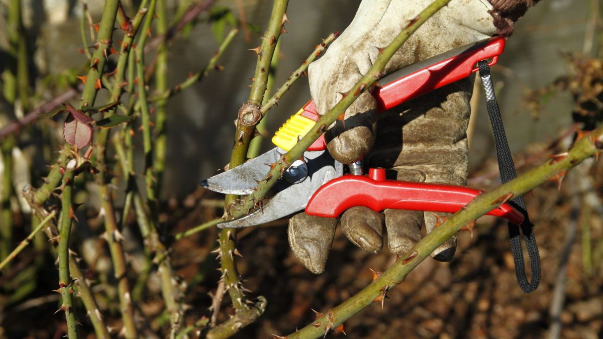 Rosiers : les secrets pour les planter et les tailler