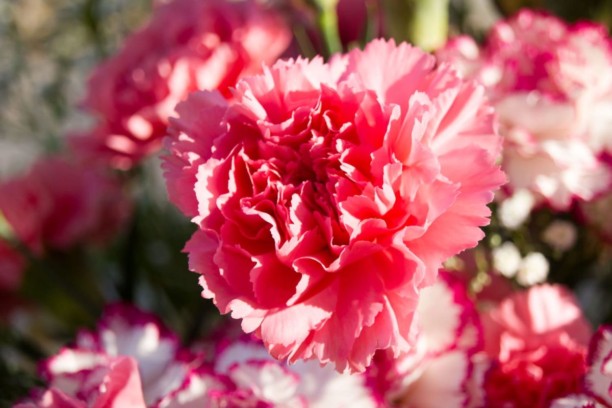 L'ôillet : guide essentiel pour cultiver vos Dianthus