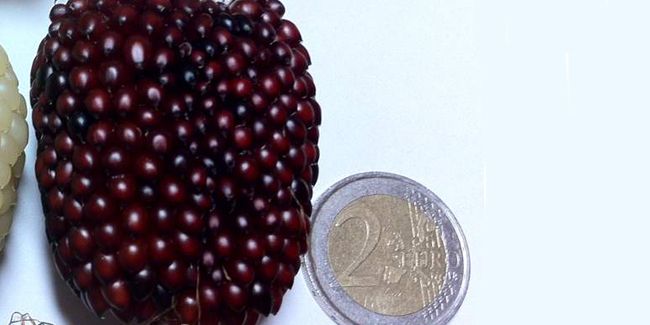 Découverte du maïs fraise : une touche rouge au jardin