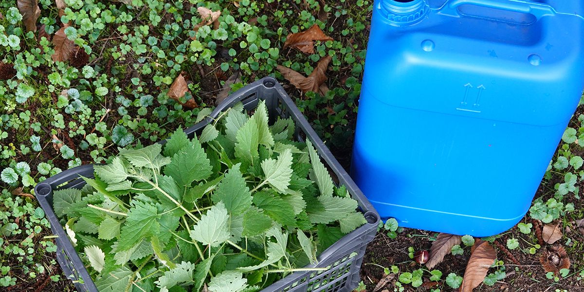 Les purins de plantes : un trésor naturel pour votre jardin
