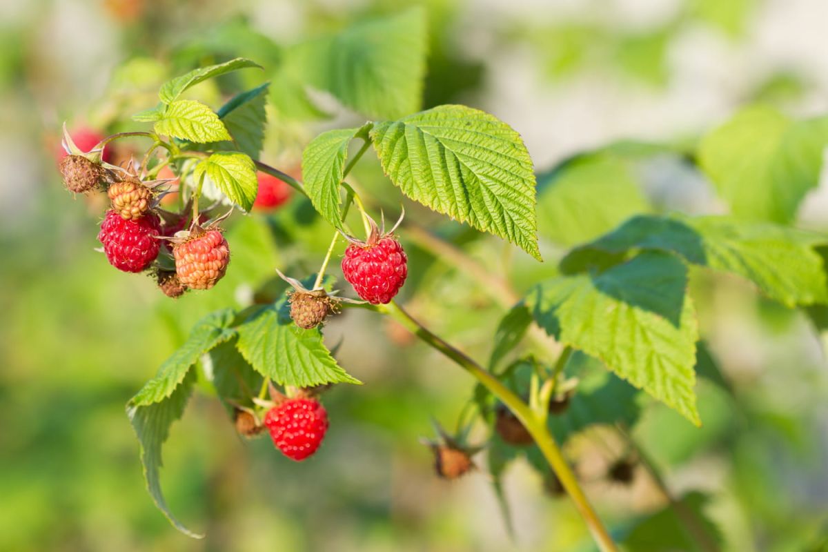 Une méthode ingénieuse pour récolter des framboises à l'infini