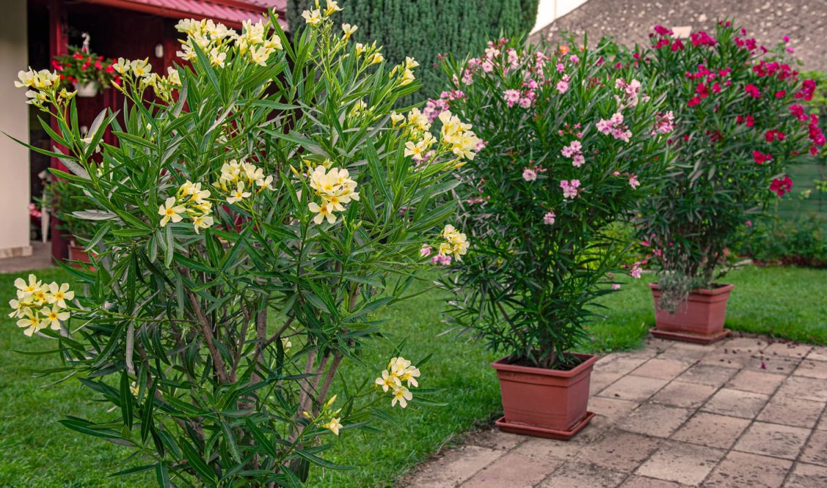 Un geste pour une floraison exceptionnelle de vos lauriers-roses