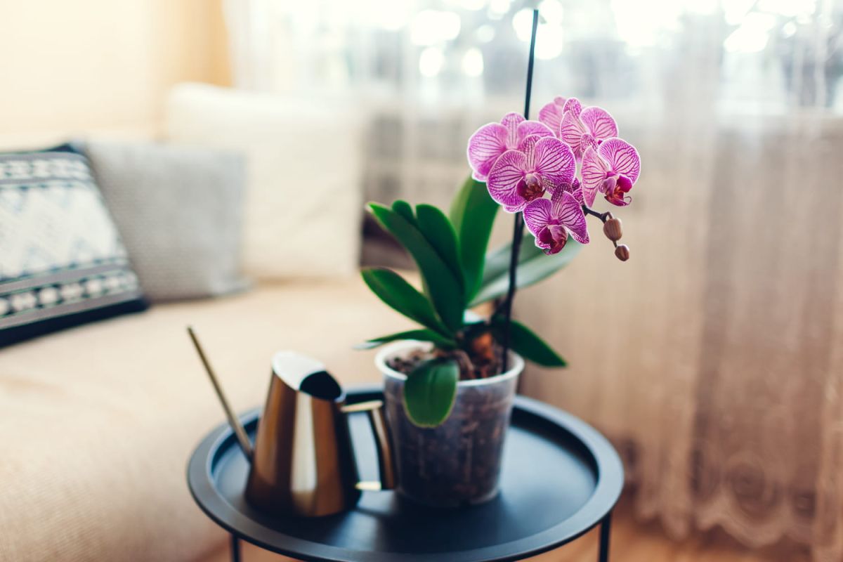 Préparez vos orchidées pour un printemps éclatant : les secrets d'un hiver réussi