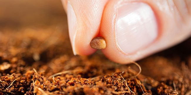 Cultivez votre potager : 5 techniques de semis pour réussir