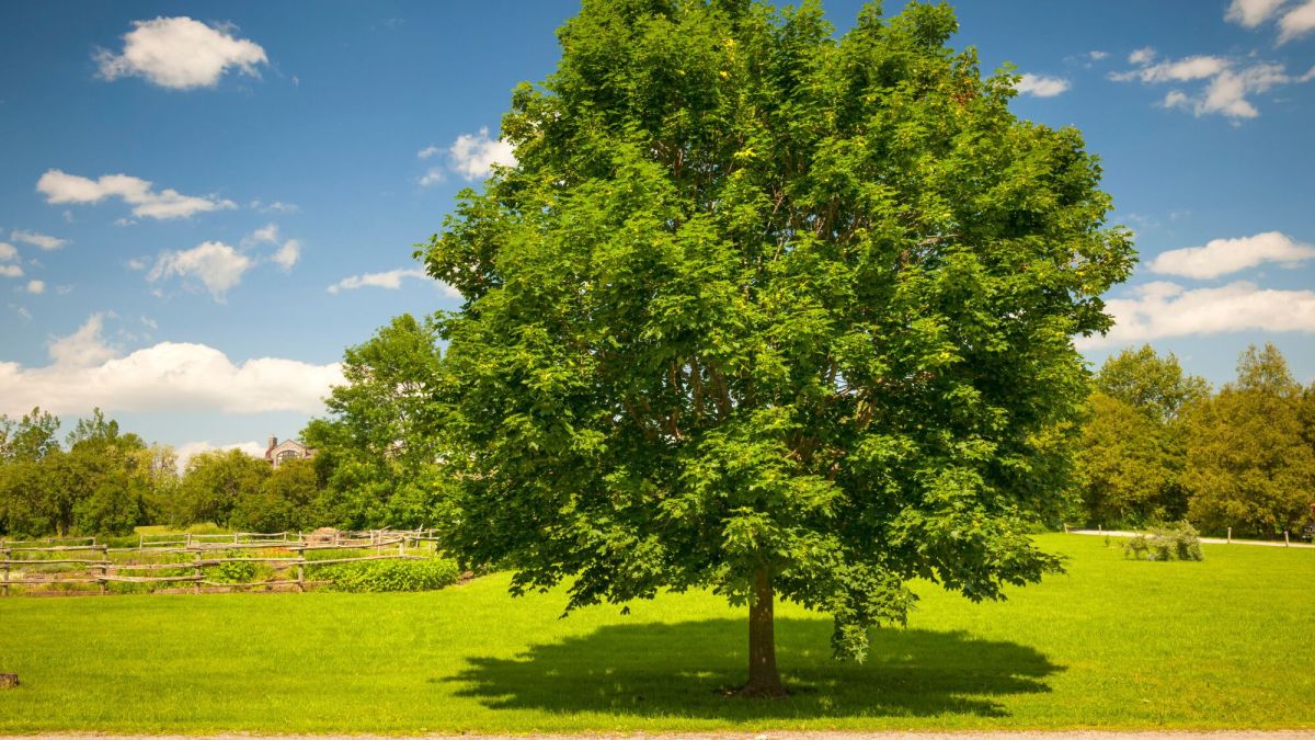 Comment obtenir réparation après la mort d'un arbre par un jardinier