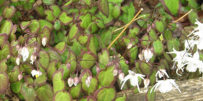 À la découverte des fleurs des elfes (Epimedium)