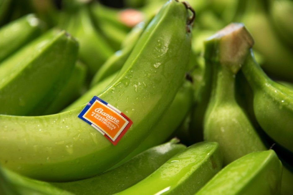 Antilles : des OGM pour moderniser la culture de la banane
