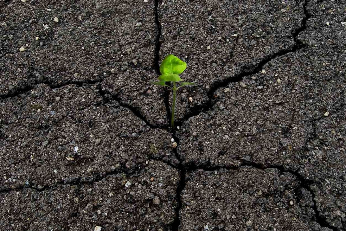 La plante miracle qui fleurit dans les rocailles et embellit votre jardin