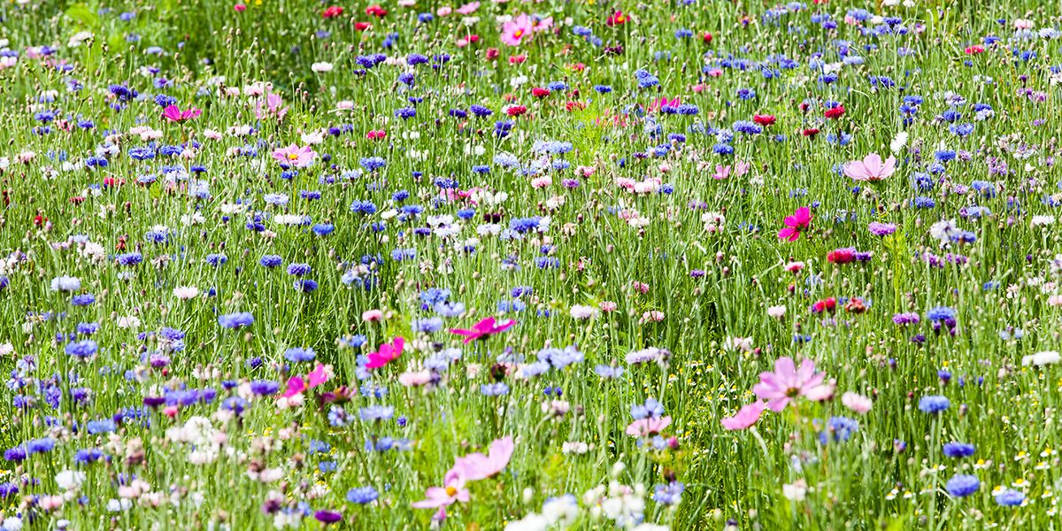Créer une prairie fleurie : conseils pratiques pour un jardin en beauté