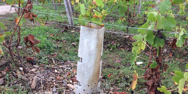 Planter une vigne : quand et comment ?