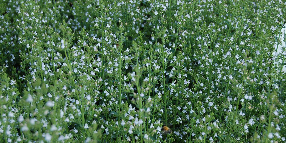 Calament népéta (Clinopodium nepeta), une merveille aromatique au parfum mentholé