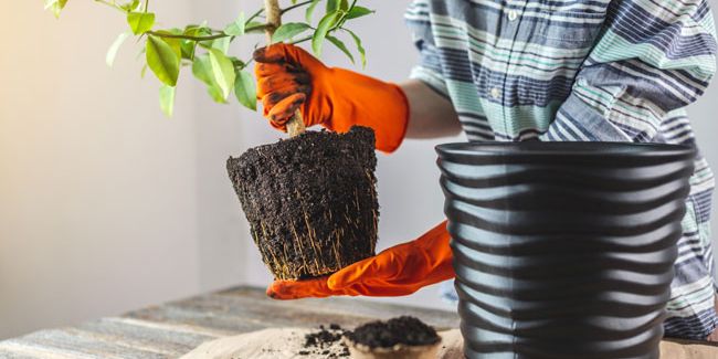 Les secrets du rempotage et de la plantation des agrumes