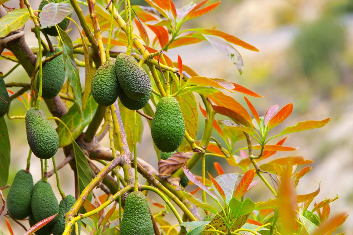Cultiver un avocatier : conseils pour bien le tailler et l'entretenir