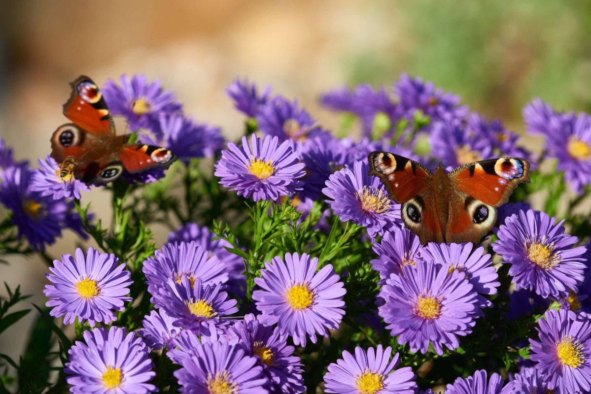 Prolongez la magie des asters jusqu'au cœur de l'automne