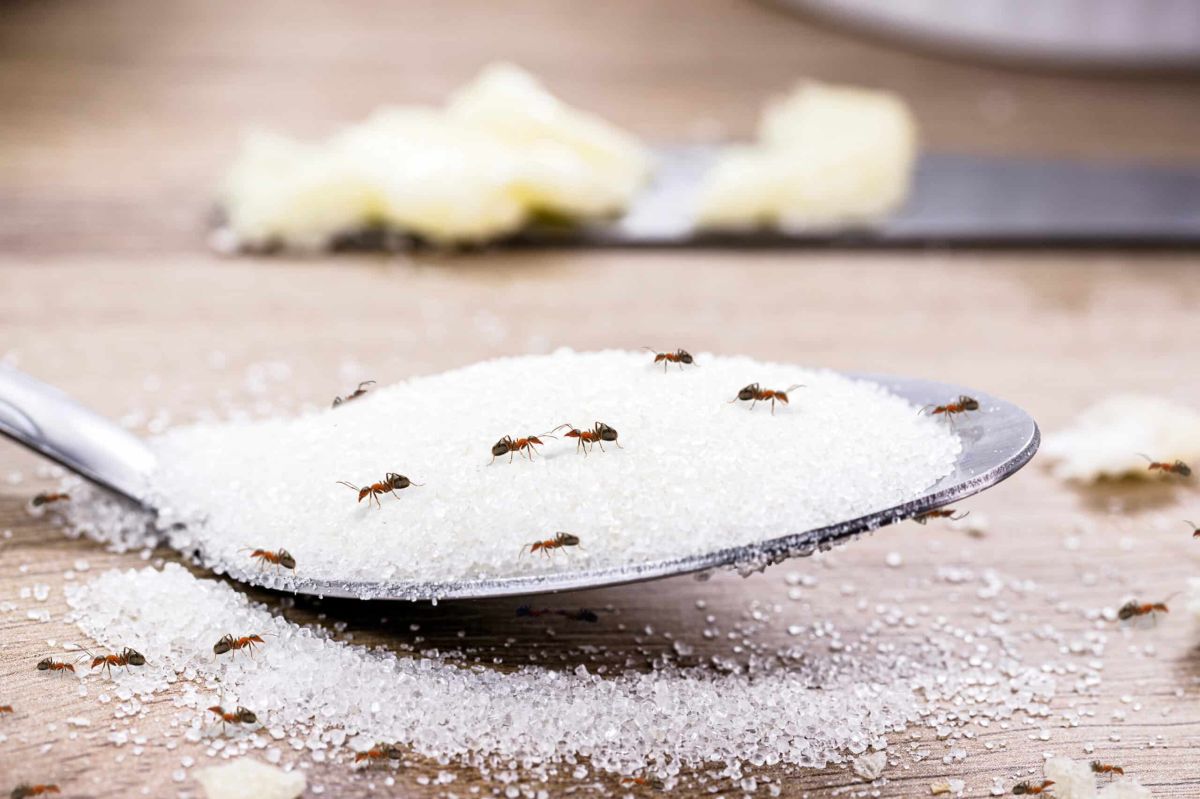 La menthe poivrée, votre arme secrète contre les fourmis en cuisine
