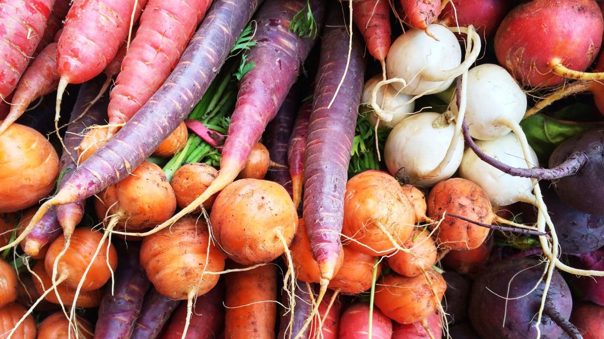 Des légumes racines à cultiver facilement