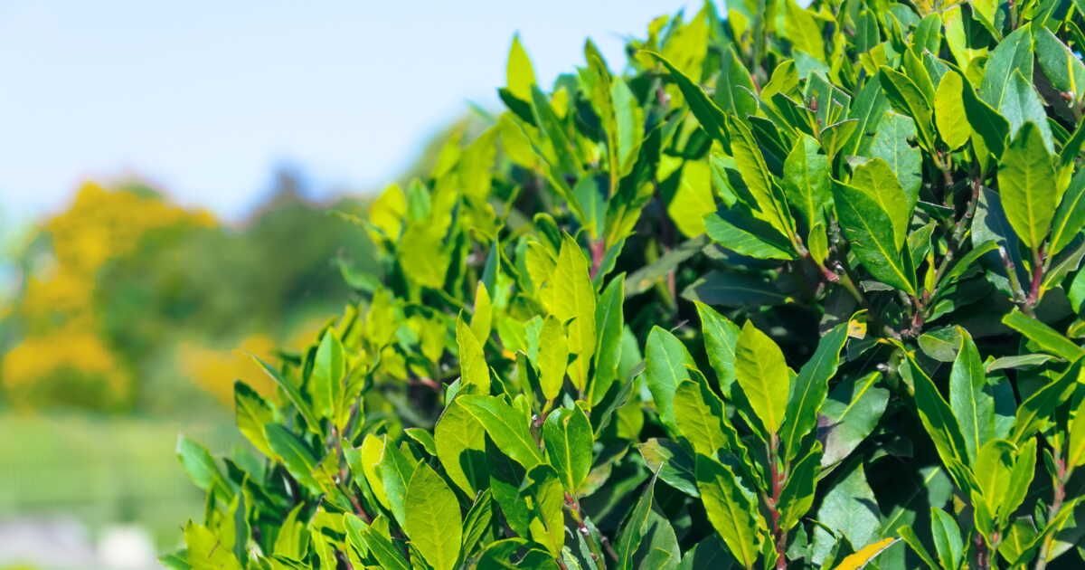 Les lauriers, un charme dangereux dans nos jardins