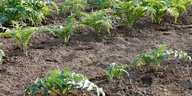 l'artichaut au jardin : conseils pratiques pour une culture réussie