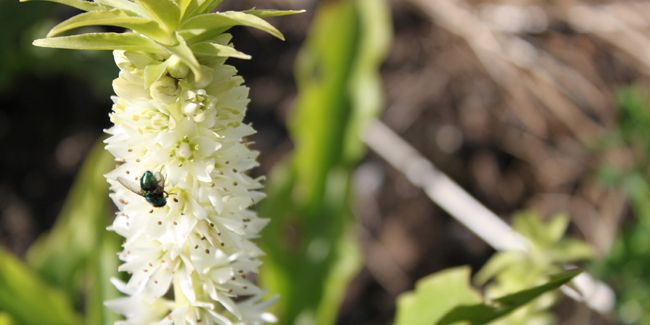 Une fleur ananas fascinante : entre délicatesse et éblouissement