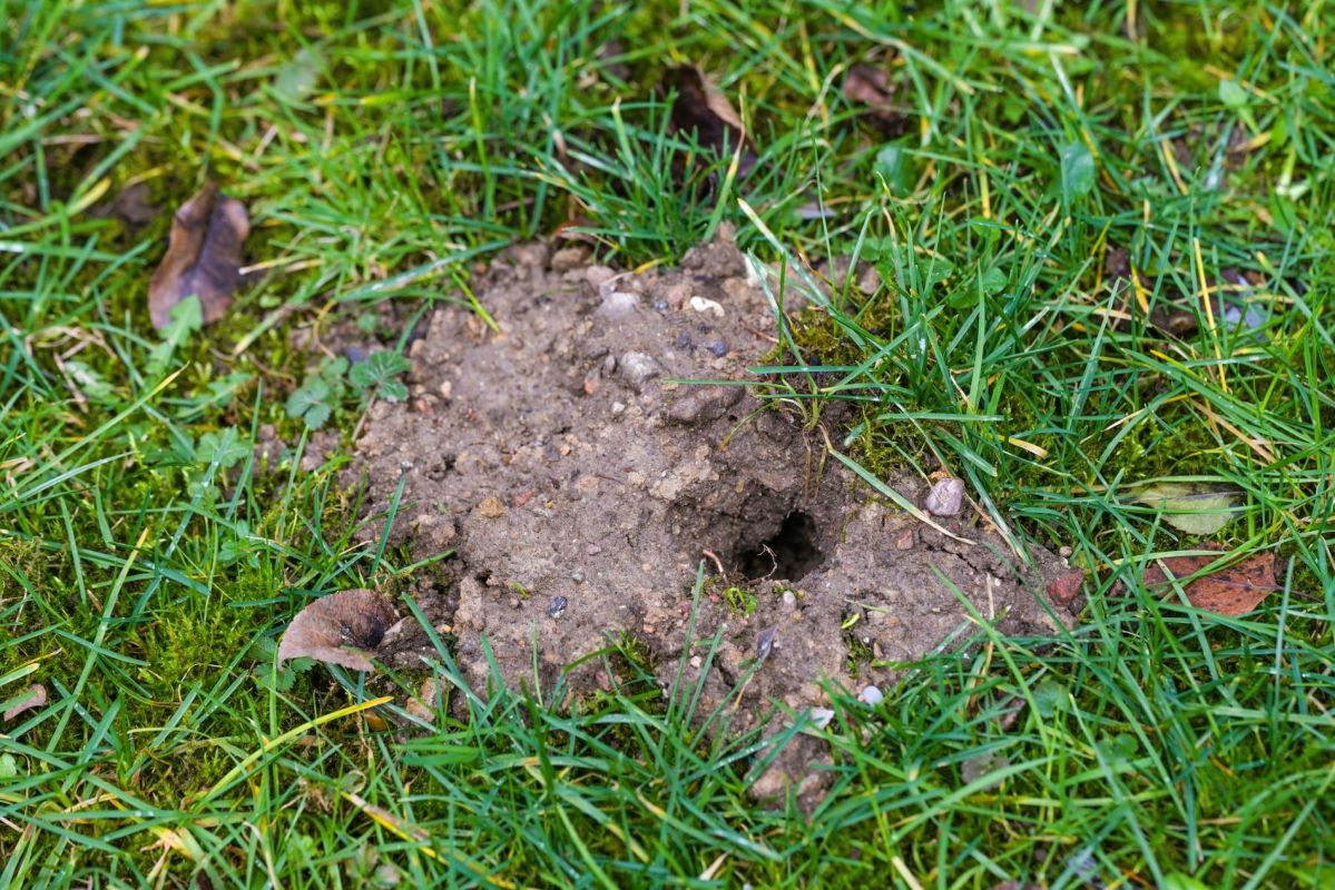 découvrez ce que cachent vraiment les trous dans votre jardin